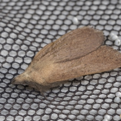 Lasiocampidae (family) (Snout moth) at Higgins, ACT - 30 Oct 2021 by AlisonMilton