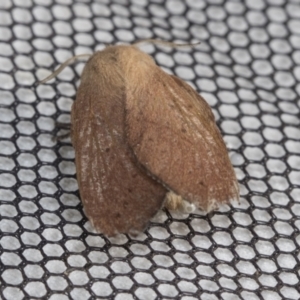 Lasiocampidae (family) at Higgins, ACT - 30 Oct 2021