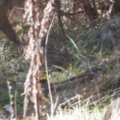 Turnix varius (Painted Buttonquail) at Isaacs Ridge - 12 Jul 2022 by RAllen