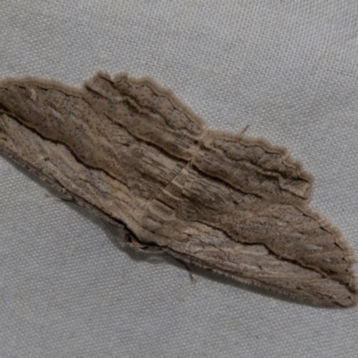 Scioglyptis loxographa (Light Grey Bark Moth) at Higgins, ACT - 27 Apr 2022 by AlisonMilton