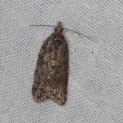 Thrincophora impletana (a Tortrix moth) at Higgins, ACT - 26 Apr 2022 by AlisonMilton