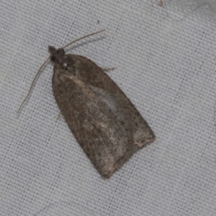 Thrincophora impletana (a Tortrix moth) at Higgins, ACT - 27 Apr 2022 by AlisonMilton