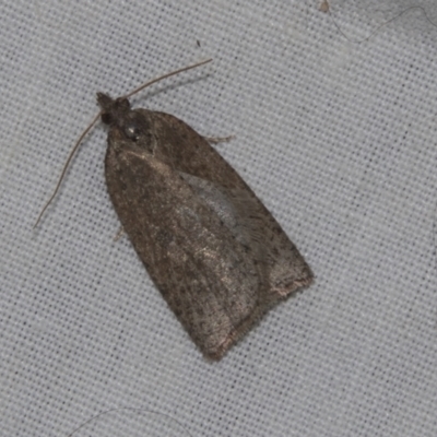 Thrincophora impletana (a Tortrix moth) at Higgins, ACT - 27 Apr 2022 by AlisonMilton