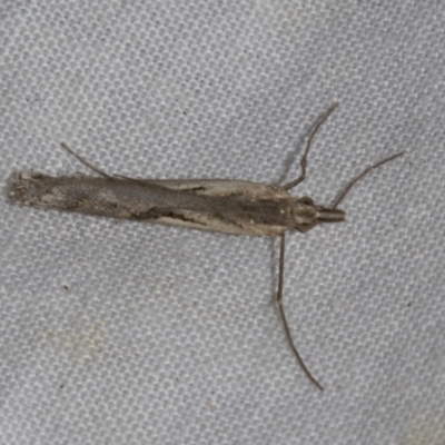 Hednota pedionoma (Pasture Webworm) at Higgins, ACT - 27 Apr 2022 by AlisonMilton