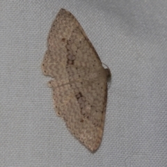 Epicyme rubropunctaria (Red-spotted Delicate) at Higgins, ACT - 28 Apr 2022 by AlisonMilton