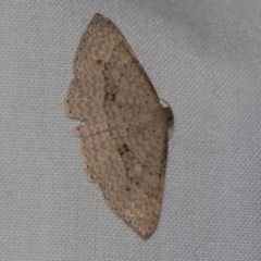 Epicyme rubropunctaria (Red-spotted Delicate) at Higgins, ACT - 28 Apr 2022 by AlisonMilton