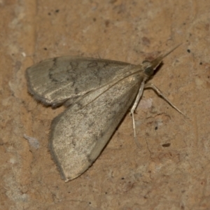 Uresiphita ornithopteralis at Higgins, ACT - 15 May 2022