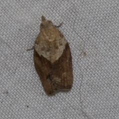 Epiphyas postvittana (Light Brown Apple Moth) at Higgins, ACT - 28 Apr 2022 by AlisonMilton