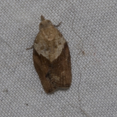 Epiphyas postvittana (Light Brown Apple Moth) at Higgins, ACT - 28 Apr 2022 by AlisonMilton