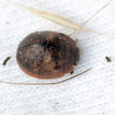 Trachymela sp. (genus) (Brown button beetle) at Higgins, ACT - 11 Jan 2022 by AlisonMilton