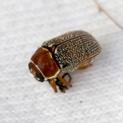 Aporocera (Aporocera) sculptilis (Leaf beetle) at Higgins, ACT - 11 Jan 2022 by AlisonMilton