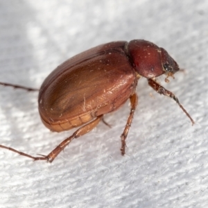 Sericesthis sp. (genus) at Higgins, ACT - 11 Jan 2022