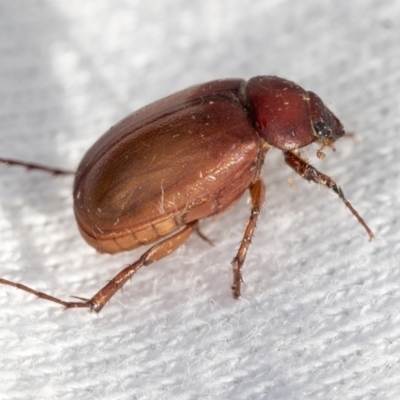 Sericesthis sp. (genus) (A cockchafer) at Higgins, ACT - 11 Jan 2022 by AlisonMilton