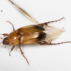 Phyllotocus macleayi at Higgins, ACT - 11 Jan 2022