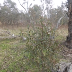 Brachychiton populneus subsp. populneus (Kurrajong) at O'Malley, ACT - 12 Jul 2022 by Mike