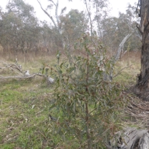 Brachychiton populneus subsp. populneus at O'Malley, ACT - 12 Jul 2022 02:51 PM