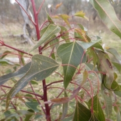 Brachychiton populneus subsp. populneus at O'Malley, ACT - 12 Jul 2022