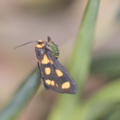 Asura cervicalis (Spotted Lichen Moth) at Acton, ACT - 4 Feb 2022 by AlisonMilton