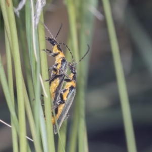 Chauliognathus lugubris at Acton, ACT - 4 Feb 2022