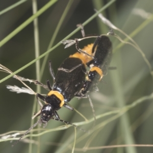 Chauliognathus lugubris at Acton, ACT - 4 Feb 2022