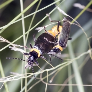 Chauliognathus lugubris at Acton, ACT - 4 Feb 2022