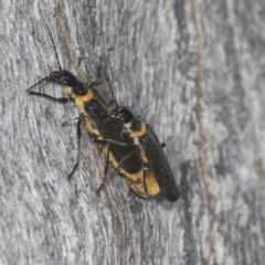 Chauliognathus lugubris (Plague Soldier Beetle) at Acton, ACT - 4 Feb 2022 by AlisonMilton