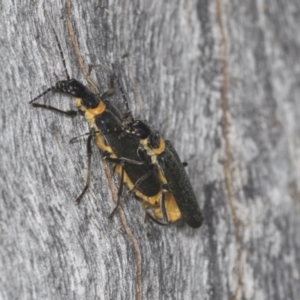 Chauliognathus lugubris at Acton, ACT - 4 Feb 2022