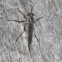 Cerdistus sp. (genus) (Slender Robber Fly) at Acton, ACT - 4 Feb 2022 by AlisonMilton