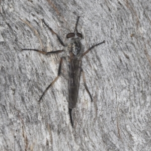 Cerdistus sp. (genus) at Acton, ACT - 4 Feb 2022 03:15 PM