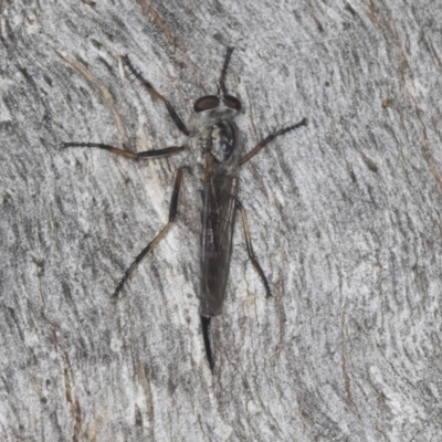 Cerdistus sp. (genus) (Slender Robber Fly) at Acton, ACT - 4 Feb 2022 by AlisonMilton