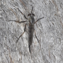 Cerdistus sp. (genus) (Yellow Slender Robber Fly) at Acton, ACT - 4 Feb 2022 by AlisonMilton