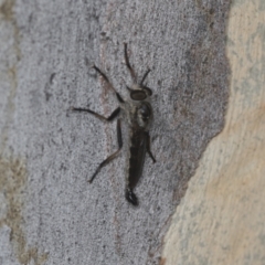 Cerdistus sp. (genus) at Acton, ACT - 4 Feb 2022