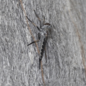 Cerdistus sp. (genus) at Acton, ACT - 4 Feb 2022