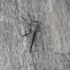 Cerdistus sp. (genus) at Acton, ACT - 4 Feb 2022 03:15 PM