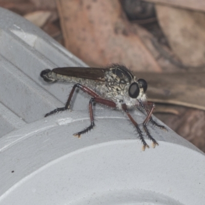 Zosteria sp. (genus) (Common brown robber fly) at Acton, ACT - 4 Feb 2022 by AlisonMilton