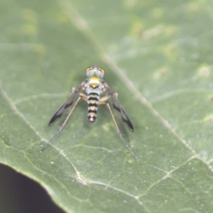 Austrosciapus sp. (genus) at Acton, ACT - 4 Feb 2022 12:17 PM