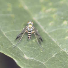 Austrosciapus sp. (genus) (Long-legged fly) at Acton, ACT - 4 Feb 2022 by AlisonMilton