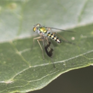 Austrosciapus sp. (genus) at Acton, ACT - 4 Feb 2022 12:17 PM