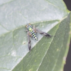 Austrosciapus sp. (genus) at Acton, ACT - 4 Feb 2022 12:17 PM