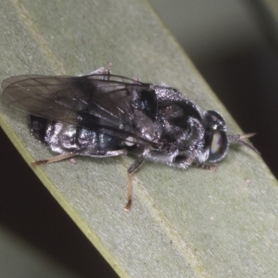 Lecomyia sp. (genus) (Soldier fly) at Acton, ACT - 4 Feb 2022 by AlisonMilton