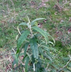 Olearia lirata (Snowy Daisybush) at The Pinnacle - 11 Jul 2022 by sangio7
