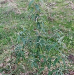 Olearia lirata at Molonglo Valley, ACT - 11 Jul 2022 01:09 PM