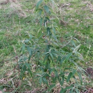 Olearia lirata at Molonglo Valley, ACT - 11 Jul 2022