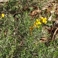 Chrysocephalum semipapposum (Clustered Everlasting) at Hawker, ACT - 11 Jul 2022 by sangio7