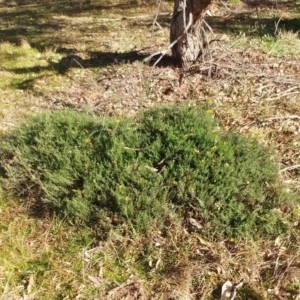 Chrysocephalum semipapposum at Hawker, ACT - 11 Jul 2022