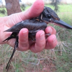Todiramphus sanctus (Sacred Kingfisher) at Jerrabomberra Wetlands - 17 Mar 2022 by Christine