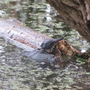 Todiramphus sanctus at Fyshwick, ACT - 17 Mar 2022