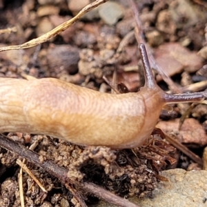 Deroceras reticulatum at Kowen, ACT - 13 Jul 2022