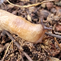 Deroceras reticulatum at Kowen, ACT - 13 Jul 2022 10:13 AM