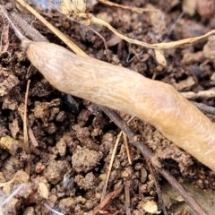 Deroceras reticulatum at Kowen, ACT - 13 Jul 2022 10:13 AM